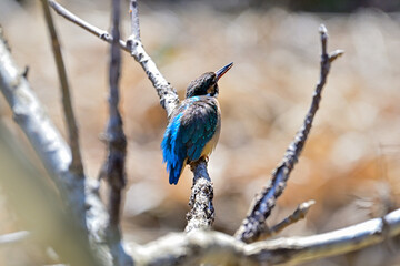 枝に留まっているカワセミ