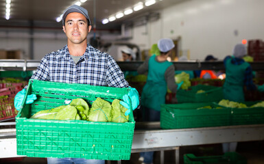 Fototapeta premium Successful smiling vegetable grower standing with plastic box of selected fresh organic green lettuce in agricultural processing workshop with sorting production line in background
