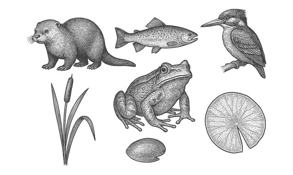 Detailed wildlife nature set featuring otter, frog, fish, bird, and aquatic plants