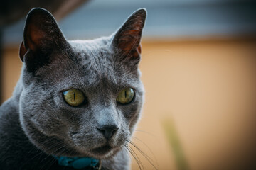 Gatito mirada derecha
