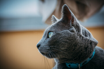 Gatito mirada izquierda