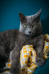 Gatito mirada intensa