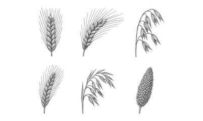 Hand drawn grain sketches: wheat, oats, rye, barley, millet, triticale