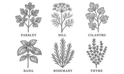 Hand drawn herb set with parsley, dill, cilantro, basil, rosemary, and thyme