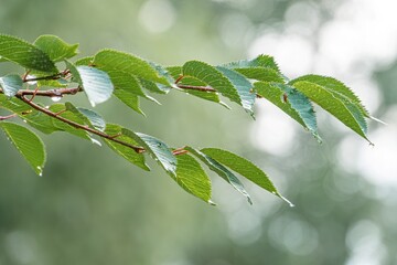 Close-up image of wet leafy branch under natural light, with green leaves showing brown tones and water droplets Out-of-focus background hints at outdoor setting