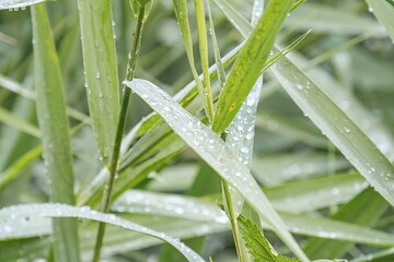 Obraz premium Close-up view of water droplets on tall grass blades, shallow depth of field, natural soft lighting, realistic style a