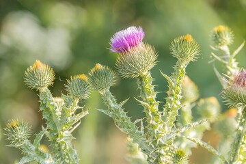Close-up of thistle plants, various growth stages, vibrant purple flower heads, blurred natural background, sunlight, shallow depth of field, spiky leaves, intimacy with nature