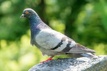 A pigeon, with iridescent gray and white plumage and a purple head, is perched on a light-colored rock Its eye shows orange, set against blurred outdoor greenery in the background The style suggest