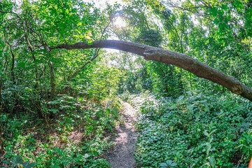 High-resolution image of a dense, trodden dirt path winding through a lush tropical landscape A natural archway of overhead branches forms an entrance, leading to sunlight filtering through The sce