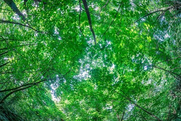 View from forest floor, looking up at green canopy, dappled sunlight, dense foliage, soft lighting, subtle brown tones, diffused style