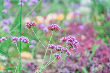Close-up view of vibrant pink and purple flower, symmetrical petal arrangement, low angle perspective, natural lighting, soft background plants, garden setting