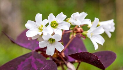 Obraz premium Close-up of white flowers with dark leaves
