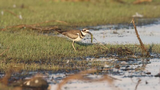 Killdeer (Charadrius vociferus) feeding on a large green insect at Shugru Reservoir in Lassen County, California.