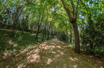 View of a footpath in a forest