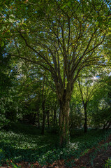 View of a footpath in a forest