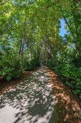 View of a footpath in a forest
