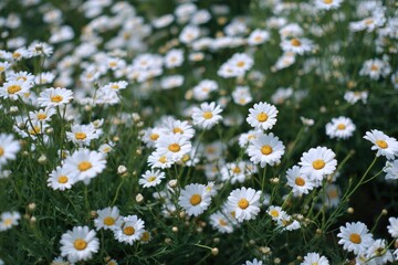 Fototapeta premium Field of white daisies