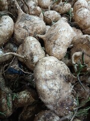 Close Up of Jicama Tubers in Market Display