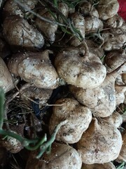 Fresh Jicama Roots with Soil – Organic Harvest