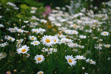 A field of white daisies in a garden