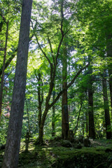 平泉寺白山神社