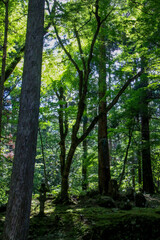 平泉寺白山神社