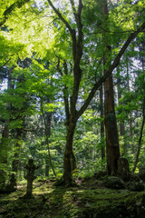 平泉寺白山神社