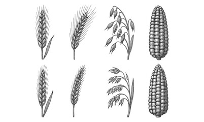 Vintage grain sketches: wheat, oats, and corn illustrations for agricultural designs