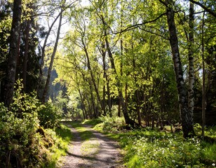 Fototapeta premium Sunlit forest path (1)