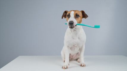 Jack Russell Terrier Dog Holding a Toothbrush in His Mouth. 