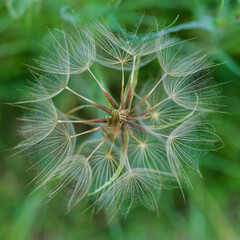 Closeup of Dandelion Seed Head with Natural Symmetry
