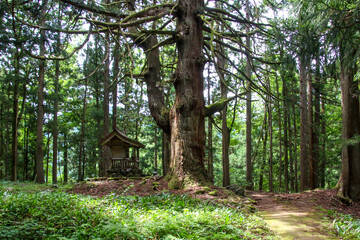 平泉寺白山神社