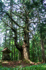 Fototapeta premium 平泉寺白山神社