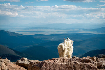 Wild Mountain Goat Overlooking Vast Alpine Landscape