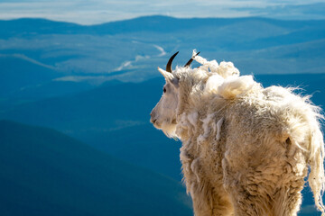 Mountain Goat on Rocky Cliff with Scenic Valley View