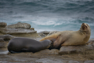 Sea Lion Pup Nursing on Rocky Shoreline by Ocean Waves