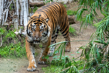 Bengal Tiger Walking Through Green Jungle Habitat
