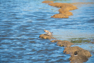 Two small birds perched on a rock in the calm river water, surrounded by blue flowing water and nature. A serene moment capturing wildlife in their natural riverside habitat.