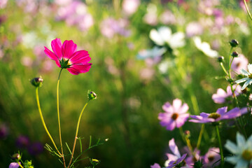 Fototapeta premium Pink cosmos flower in blooming meadow with sunlight, Korea