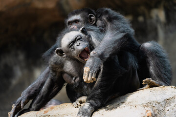 Chimpanzees Interacting and Showing Social Behavior