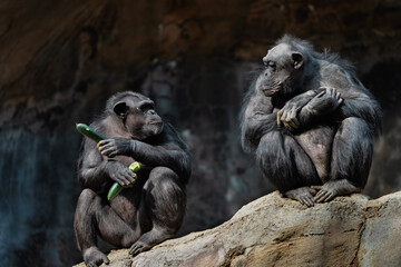 Two Chimpanzees Sitting on Rock with Natural Background