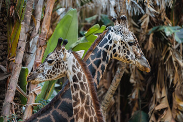 Two Giraffes Standing Side by Side in Natural Habitat