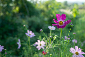 Fototapeta premium Close-up of vibrant pink cosmos flower in a green field of Korea