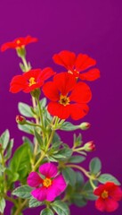 Vibrant red portulaca blossoms against a rich purple backdrop, macro, background