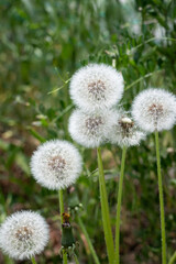 Close-up of dandelion seed heads in a green meadow
