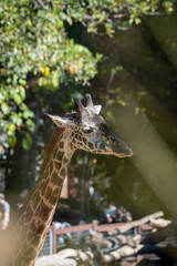 Giraffe Closeup with Sunlight and Natural Background