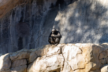 Chimpanzee Sitting on Rock in Sunlit Environment