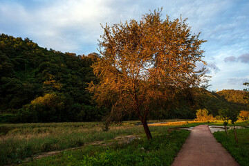 Naklejka premium Golden Sunset Tree Along a Peaceful Walking Path in Korea