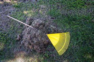 Pile of thatch and moss raked up on grass lawn, ready to remove, rake with wood handle and yellow...