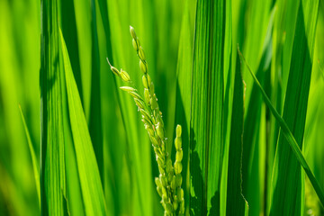 Naklejka premium 田んぼの稲穂